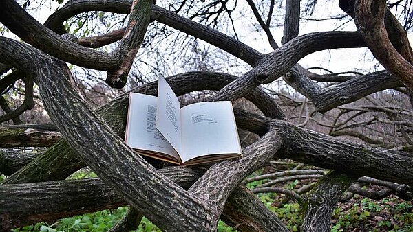 aufgeschlagenes Buch in einer Astgabel