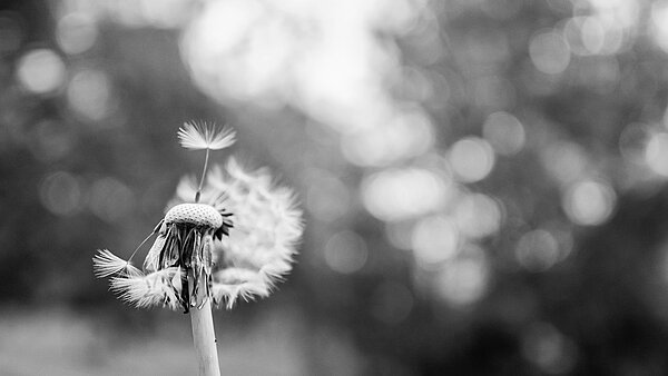 Pusteblume in schwarz weiß